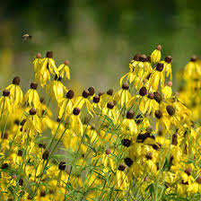 Image result for Peddiea rapaneoides