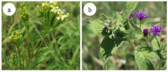 Image result for Gutenbergia cordifolia