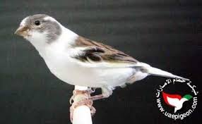 Pin On أنواع طيور الكناري Canary