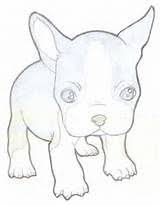 Popular boston terrier coloring page 66 7447. Boston Terrier Coloring Pages Search Yahoo Image Search Results Boston Terrier Funny Boston Terrier Tattoo Boston Terrier Art