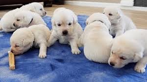 Because the list is constantly changing, we recommend that you apply to adopt as soon as you are ready and work with an adoption coordinator, who can provide you with more info about dogs that are a good match for you and your lifestyle. White Lab Puppies Explore The Living Room Youtube