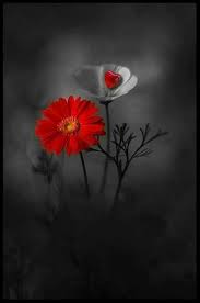 Pin By Maria Marcia Luchesi On Flores Red Art Color Splash Photography Flowers