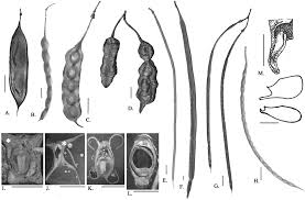 Image result for Sesbania keniensis