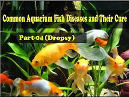 Common Aquarium Fish Diseases Part 4 Dropsy Once A Fishs Immune System Has Been Compromised By Stress It Can Become Sus Aquarium Fish Fish Diseases Pictures