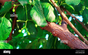 Image result for Cordia dichotoma