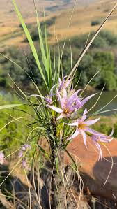 Image result for Xerophyta