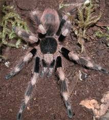 Black And White Spider Texas Brazilian Black White Up To 6 8 Rare Expensive Like To Flick Hairs So Handling Not Recommended Pet Tarantula Tarantula Black And White
