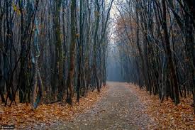 صور أغرب وأجمل الغابات حول العالم سائح Scary Places Hoia Baciu Forest Mysterious Places