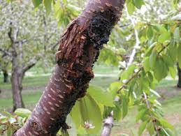 Bacterial Canker Good Fruit Grower