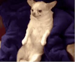 With tenor, maker of gif keyboard, add popular fat dog animated gifs to your conversations. Top 30 Fat Cu Gifs Find The Best Gif On Gfycat