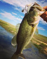 Sum Spinner Action Bass Fishing Texas Bass Fishing Bass Fishing Tips Fish
