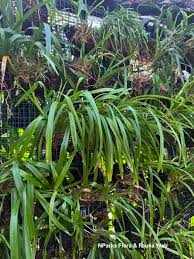Image result for Marantochloa purpurea