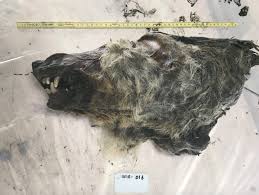 Fill in the correct form of the infinitive. A Perfectly Preserved 32 000 Year Old Wolf Head Was Found In Siberian Permafrost Smart News Smithsonian Magazine