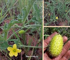 Image result for Cucumis zeyheri
