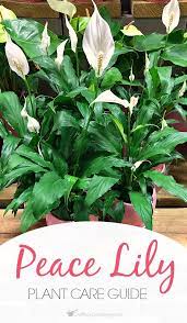 Peace Lily Plant Care Guide How To Grow A Peace Lily Peace Lily Plant Lily Plant Care Peace Lily Plant Care