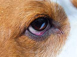 Dog Care Eye Injuries Cesar S Way