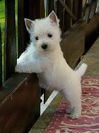 De Westy Hugo Y Sus Amigos Westie Puppies Westie Dogs Baby Dogs