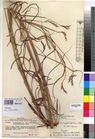 Image result for Andropogon chinensis