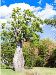 Image result for Adansonia digitata