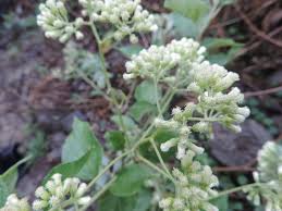 Image result for Microglossa