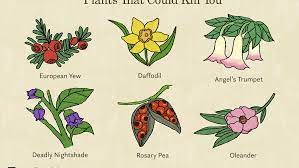 How to tell if a plant is poisonous. 17 Plants That Could Kill You