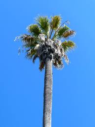 Image result for Washingtonia filifera