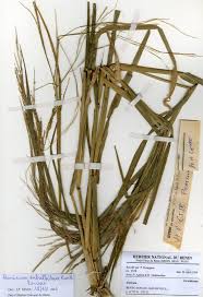 Image result for Panicum subalbidum