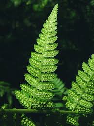 Image result for Dryopteris antarctica