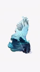 Download live wallpapers for me and enjoy it on your iphone, ipad, and ipod touch. Iphone 8 Live Wallpapers Top Free Iphone 8 Live Backgrounds Wallpaperaccess