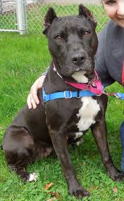 Pitbull puppies for adoption in oregon. This Week S Featured Adoptable Dogs Willamette Humane Society By Martha Russell Adopt An Oregon Dog