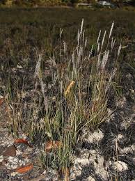 Image result for Axonopus flexuosus