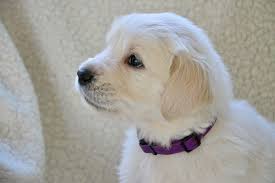Why Do Dogs Eat Paper Retriever Puppy Golden Retriever Sick Pets