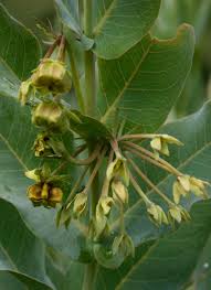 Image result for Gomphocarpus glaucophyllus