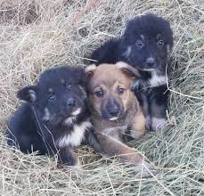 Here are my two great pyrenees and german shepherd mix puppies. Great Pyrenees Anatolian Shepherd German Shepherd Mix Claz Org