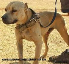 Pin By Benjamin Long On Real Apbt Pitbull Terrier American Pitbull Terrier Pitbull Dog