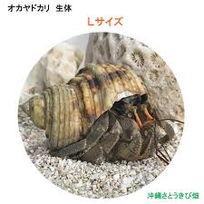 楽天市場 オカヤドカリ生体 Lサイズ 1匹 沖縄サトウキビ畑