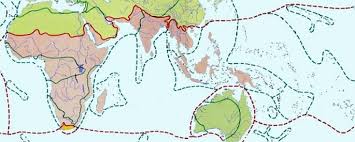 Image result for Sphaeranthus gazaensis