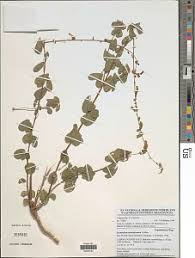 Image result for Dolichos subcapitatus