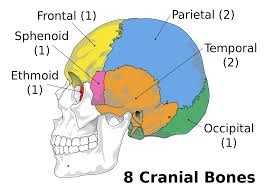 The eight major bones of the cranium are connected by cranial sutures, which are fibrous bands of tissue that. Neurocranium Wikipedia