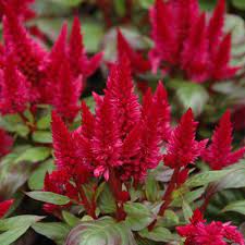Celosia Bedding Plant Celosia Celosia Seeds Harris Seeds Flower Seeds Bedding Plants Flowers