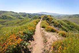 It features horse trails, a lighthouse, ocean cliffs, tidepools, eucalyptus trees,and nature walks. Best Places To See Southern California Wildflowers This Year
