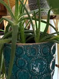 Image result for Athrixia