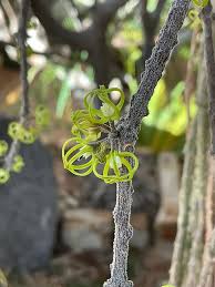 Image result for Cynanchum gerrardii