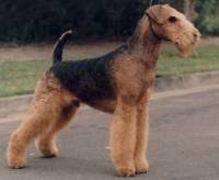Check spelling or type a new query. Airedale Terrier Janedogs