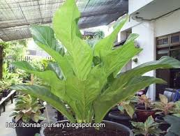 Anthurium Jenmanii Mawar Anthurium Philodendron Plant Anthurium Plant