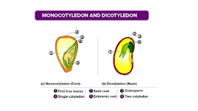 What is the function of cotyledon?