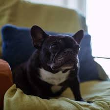 The dog may cough up blood, but not mucus. Signs Of Cancer In Senior Dogs