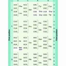 Use The Genetic Code Chart To Decode The Amino Acid Sequence