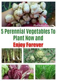 5 Perennial Vegetables To Plant Now And Enjoy Forever Perennial Vegetables Regrow Vegetables Perennials