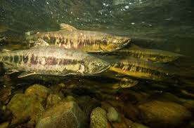 The chum salmon (oncorhynchus keta) is a species of anadromous fish in the salmon family. Chum Salmon Oncorhynchus Keta Biodiversity Of The Central Coast